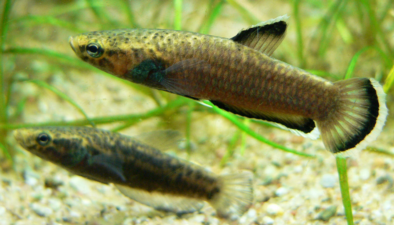 Betta albimarginata